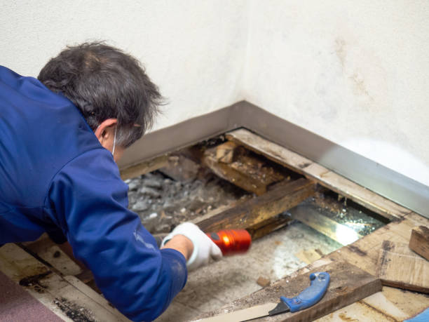 Best Crawl Space Mold Removal  in Pine Mountain, GA