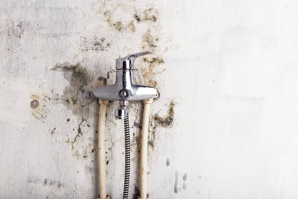 Best Mold Remediation  in Pine Mountain, GA