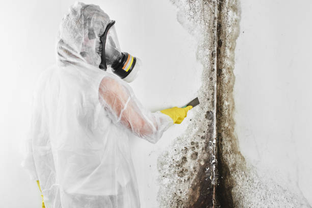 Best Mold Testing  in Pine Mountain, GA
