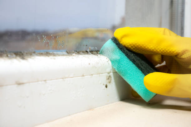 Best Certified Mold Removal  in Pine Mountain, GA