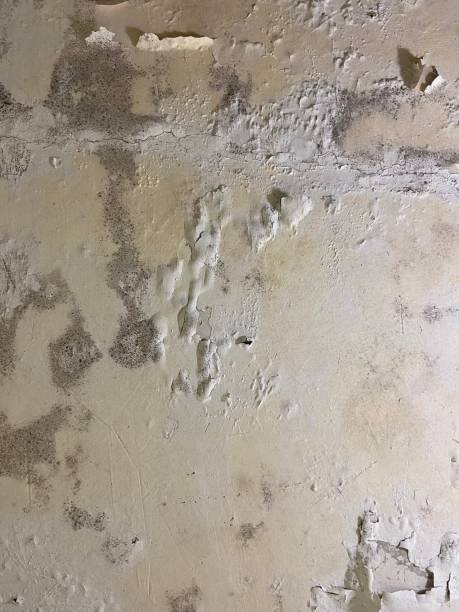 Best Black Mold Removal  in Pine Mountain, GA