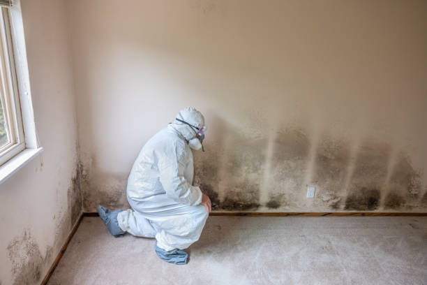 Best Mold Removal Company Near Me  in Pine Mountain, GA