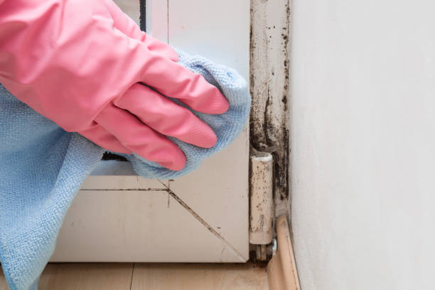 Certified Mold Removal in Pine Mountain, GA